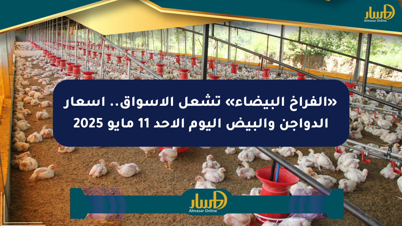 «الفراخ البيضاء» تشعل الأسواق.. أسعار الدواجن والبيض اليوم الأحد 11 مايو 2025